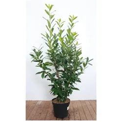 Prunus laurocerasus 'Caucasica', Kirschlorbeer, immergrün, 120–140 cm