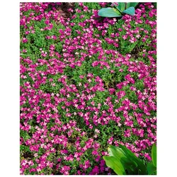 Aubrieta x cult. 'Rosenteppich', Blaukissen, rosa, ca. 9x9 cm Topf