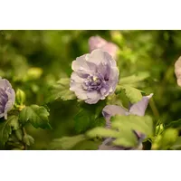 Pflanzen Für Dich Hibiscus syriacus 'Lavender Chiffon', Roseneibisch, lavendel,