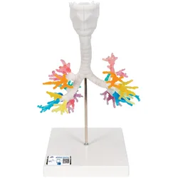 CT-Bronchialbaum Modell mit Kehlkopf - 3B Smart Anatomy