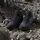 Adidas Terrex AX4 Mid GTX Schuhe (Größe 43 1/3