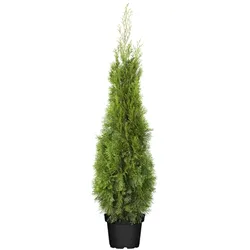 Thuja occidentalis 'Smaragd', Lebensbaum, immergrün, 100–120 cm