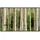 Papermoon Infrarotheizung Aspen Woods im Sommer 800 W bunt
