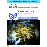 SAFLAX - Geschenk Set - Königin der Nacht -