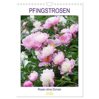 Calvendo Pfingstrosen Rosen ohne Dornen (Wandkalender 2026 DIN A4