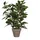 Mica decorations Mica Kunstpflanze Ficus Natasja Grün im Topf 40 cm