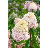 Pflanzen Für Dich Hydrangea paniculata 'Magical® Sweet Summer', 60–80