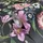 Marburg Vliestapete Floral Leaf 0,53 m x 10 m grün/rosa/schwarz 34193