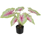 Künstliche Caladium - Malena | 55 cm