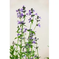 Pflanzen Für Dich Nepeta sibirica, Katzenminze, blauviolett, ca. 9x9
