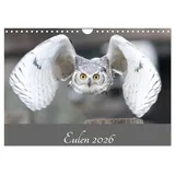 Calvendo Eulen 2026 (Wandkalender 2026 DIN A4 quer), CALVENDO Monatskalender