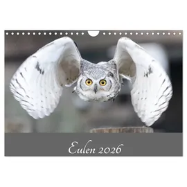Calvendo Eulen 2026 (Wandkalender 2026 DIN A4 quer), CALVENDO Monatskalender