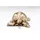 Kare DESIGN Deko-Figur Turtle Kunststoff Gold