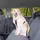 Trixie Auto Geschirr Hundegeschirr Schwarz M