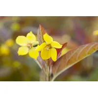 Pflanzen Für Dich Lysimachia ciliata 'Firecracker', Goldfelberich, dunkelrot, ca.
