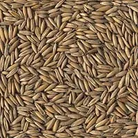 geschälter Hafer aus Deutschland | 25kg