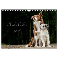 Calvendo Border Collies 2026 (Wandkalender 2026 DIN A4 quer),