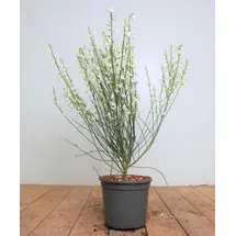 Pflanzen Für Dich Cytisus Praecox Elfenbeinginster White Lion 40-60 cm