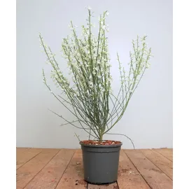 Pflanzen Für Dich Cytisus Praecox Elfenbeinginster White Lion 40-60 cm
