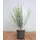 Pflanzen Für Dich Cytisus Praecox Elfenbeinginster White Lion 40-60 cm