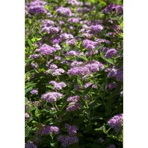 Pflanzen Für Dich Spiraea Japonica Japanische Zwergspiere 30-40 cm