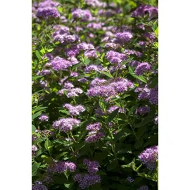 Pflanzen Für Dich Spiraea Japonica Japanische Zwergspiere 30-40 cm