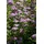 Pflanzen Für Dich Spiraea Japonica Japanische Zwergspiere 30-40 cm