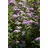 Pflanzen Für Dich Spiraea Japonica Japanische Zwergspiere 30-40 cm