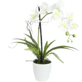 Europalms Orchideen-Arrangement 1