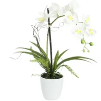 Europalms Orchideen-Arrangement 1