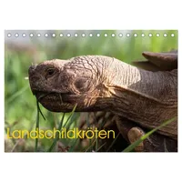 Calvendo Landschildkröten (Tischkalender 2026 DIN A5 quer), CALVENDO Monatskalender