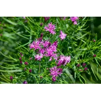 Pflanzen Für Dich Vernonia crinita, Eisenkraut, ca. 9x9 cm