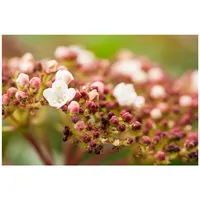 Pflanzen Für Dich Viburnum tinus 'Purpurea', Lorbeer-Schneeball, immergrün, 20–30