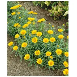 Inula ensifolia, Schwert-Alant, gelb, ca. 9x9 cm Topf