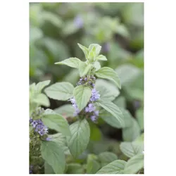 Mentha arvensis 'Banana', Bananen-Minze, ca. 9x9 cm Topf