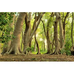 Fototapete PAPERMOON "MAGISCHER WALD-BAUM FARNE DSCHUNGEL SONNE WEG PFLANZE", bunt, B:4,00m L:2,60m, Vlies, Tapeten