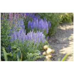 Salvia nemorosa 'Amethyst', Steppensalbei, violett, ca. 9x9 cm Topf