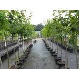 gruenwaren jakubik echter Walnussbaum Juglans regia 180 cm Obstbaum winterhart kräftiger Stamm Nussbaum
