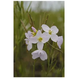 Cardamine pratensis, Wiesenschaumkraut, zartrosa, ca. 9x9 cm Topf