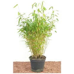 Fargesia murieliae 'Jumbo', Bambus, immergrün, 40–60 cm
