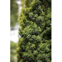 Pflanzen Für Dich Taxus media 'Stricta Viridis' 100-125