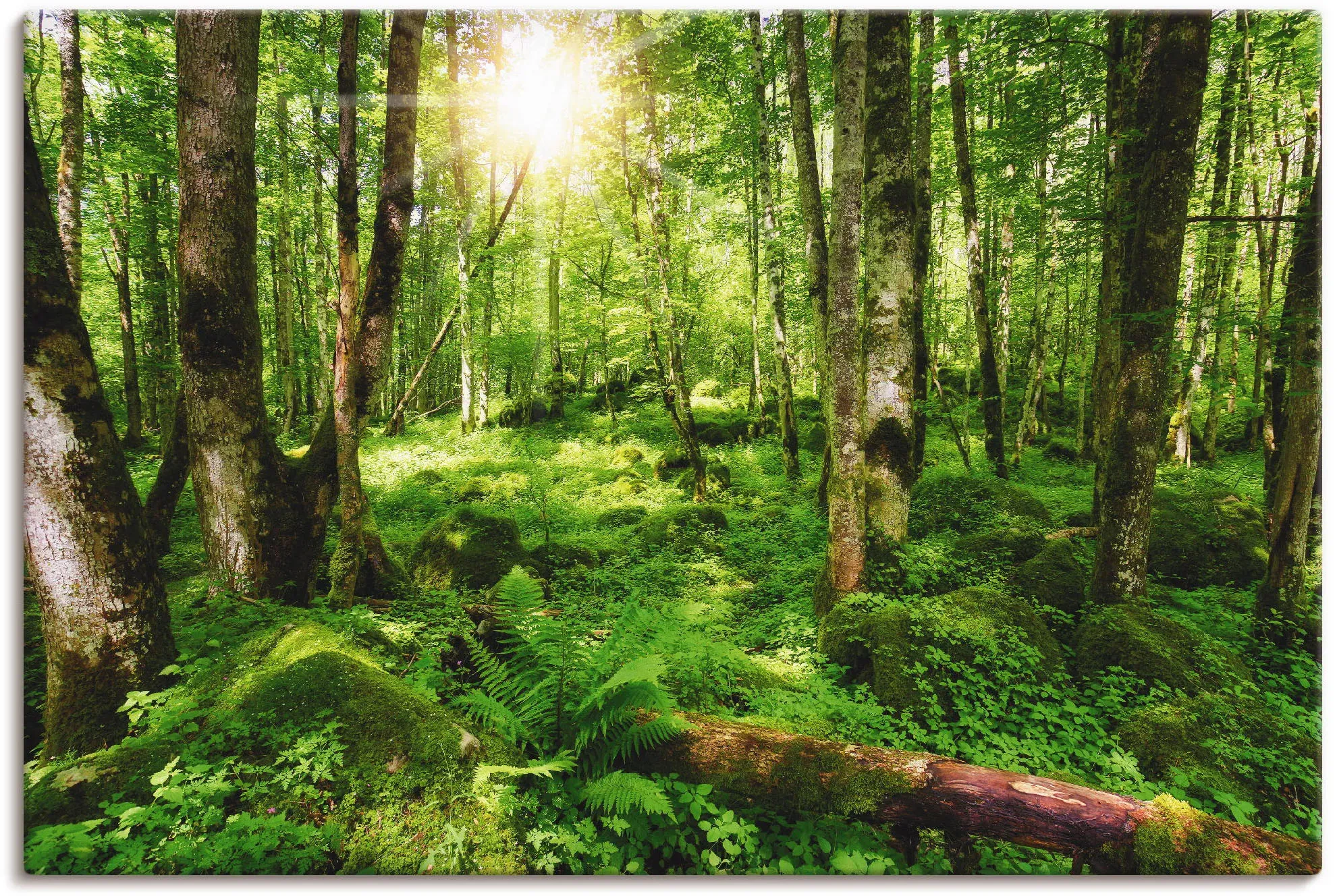 Artland Wandbild »Wald«, Wald, (1 St.), als Leinwandbild, Poster, Wandaufkleber in verschied. Größen Artland grün