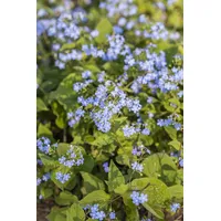Pflanzen Für Dich Brunnera macrophylla Kaukasusvergissmeinnicht, ca. 9x9 cm