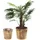 Relaxdays Holz Blumentopf 2-tlg. tannenholz natur