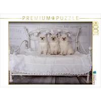 Calvendo Ein Motiv aus dem Kalender RAGDOLLS Impressionen aus