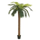 Europalms Phönix Palme deluxe, 300cm