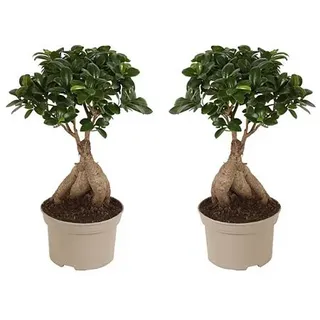PFLANZENFREUND Bonsai Bäume Ficus Ginseng Topfgröße Ø 12cm 2 Pflanzen