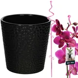 KOTARBAU Blumentopf 11 x 11 x 58 cm Schwarz/Rosa