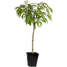 Plant in a Box - Prunus persica 'Saturne' Höhe 60-70cm