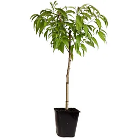 Plant in a Box - Prunus persica 'Saturne' Höhe 60-70cm